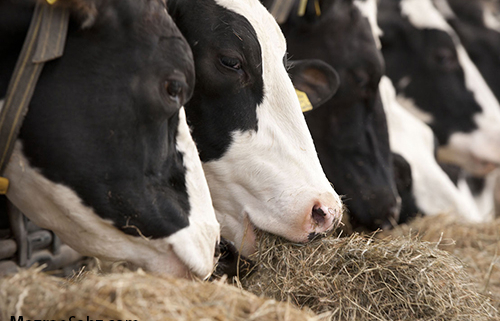 Animal feed calcium calcium powder/پودر چربی کلسیمی خوراک دام