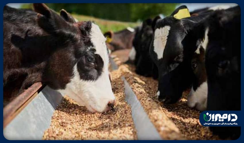 Use of urea in cattle diet/استفاده از اوره در جیره غذایی گاو