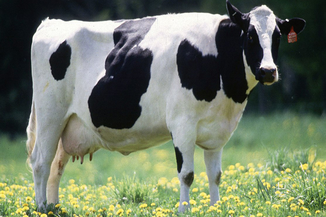 Complementary food for dairy cows/مکمل غذایی گاو شیرده